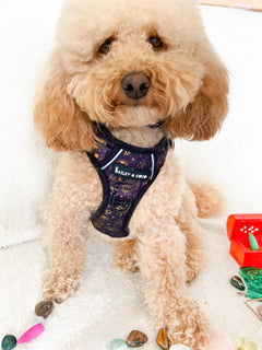 Trail & Glow® Dog Harness - Celestial