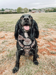 Trail & Glow® Dog Harness - Wild One