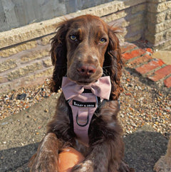 Trail & Glow® Harness Bundle Set - The Champagne One
