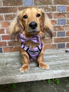 Bow Tie - The Lavender One