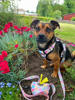 Trail & Glow® Dog Harness - Candy Floss