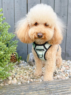 Trail & Glow® Harness Bundle Set - The Eggshell Blue One