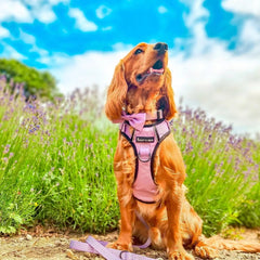 Trail & Glow® Dog Harness - The Lavender One