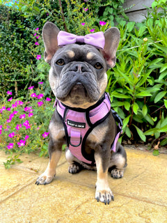 Trail & Glow® Dog Harness - The Lavender One