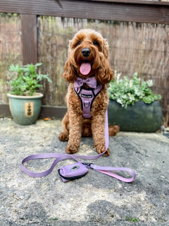 Trail & Glow® Harness Bundle Set - The Lavender One