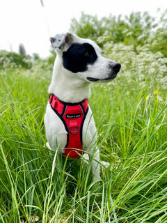 Trail & Glow® Dog Harness - The Red One