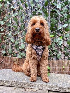 Trail & Glow® Dog Harness - Wild One