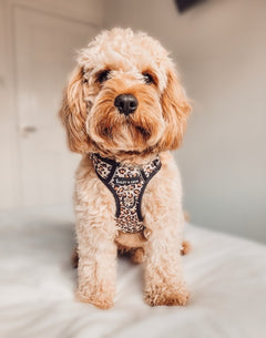 Trail & Glow® Dog Harness - Wild One