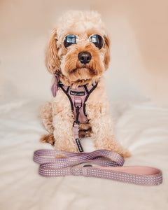 Trail & Glow® Dog Harness - The Lavender One