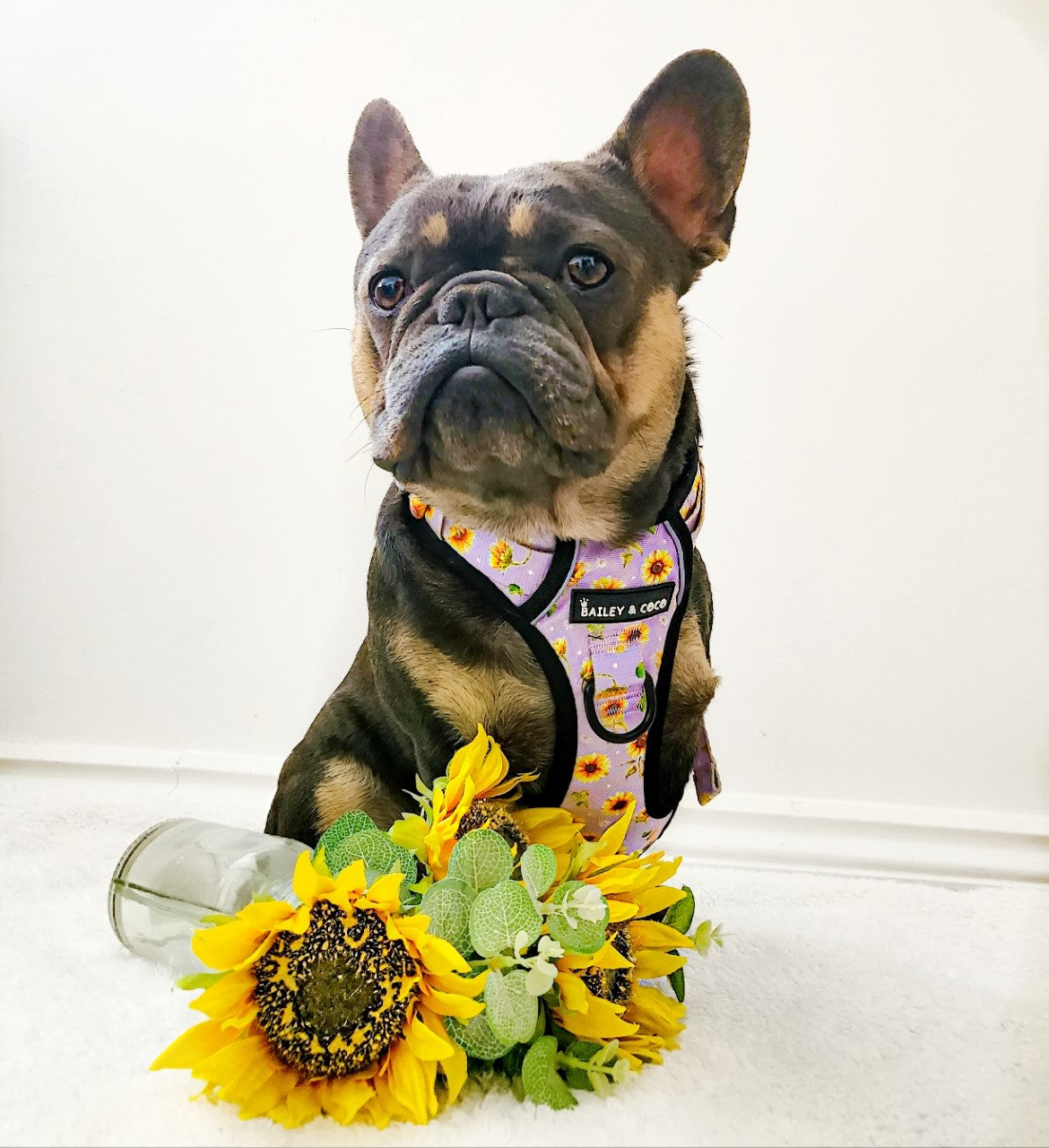 Trail & Glow® Dog Harness - Walking on Sunshine