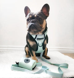 Trail & Glow® Harness Bundle Set - The Eggshell Blue One