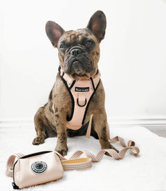 Trail & Glow® Harness Bundle Set - The Champagne One