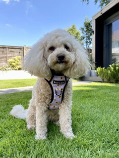 Trail & Glow® Harness Bundle Set - Walking on Sunshine