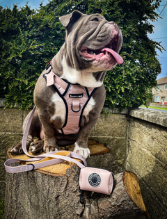 Trail & Glow® Dog Harness - The Champagne One