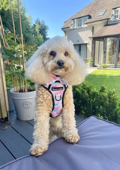 Trail & Glow® Dog Harness - Candy Floss