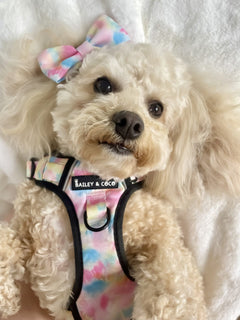 Trail & Glow® Dog Harness - Candy Floss