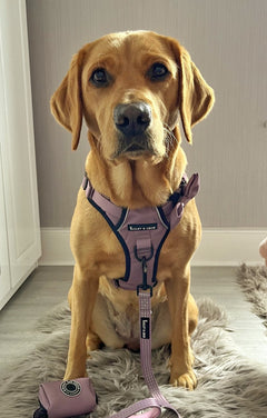 Trail & Glow® Harness Bundle Set - The Lavender One