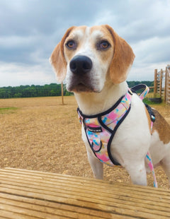 Trail & Glow® Dog Harness - Candy Floss