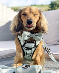Trail & Glow® Harness Bundle Set - The Eggshell Blue One