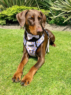 Trail & Glow® Harness Bundle Set - Walking on Sunshine