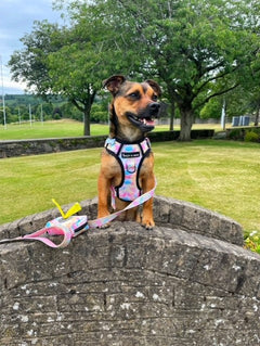 Trail & Glow® Harness Bundle Set - Candy Floss